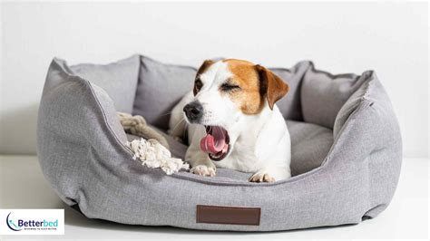 best pet beds australia